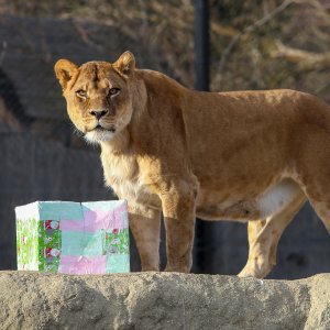 Božićni darovi životinjama u ZOO vrtu u Zagrebu
