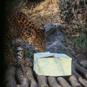 Božićni darovi životinjama u ZOO vrtu u Zagrebu