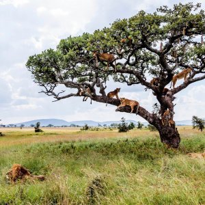 Lavovi u Tanzaniji