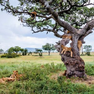 Lavovi u Tanzaniji