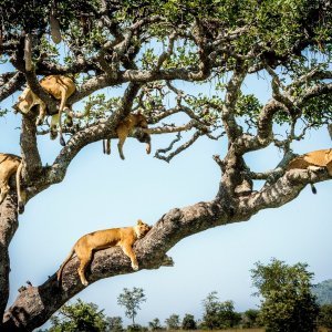 Lavovi u Tanzaniji