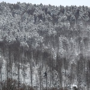 Snježna idila na Sljemenu