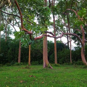 Neobični eukaliptus