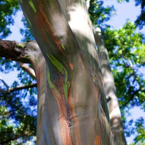 Neobični eukaliptus