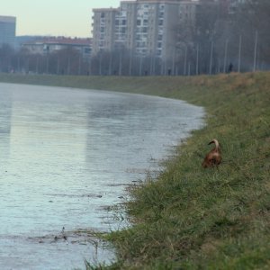 Sava se u Zagrebu izlila iz korita