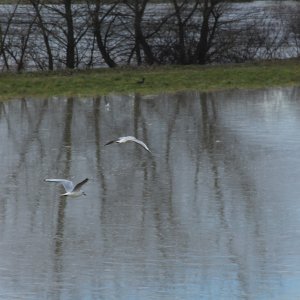 Sava se u Zagrebu izlila iz korita