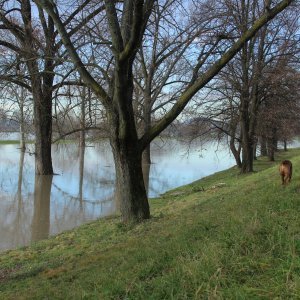 Sava se u Zagrebu izlila iz korita