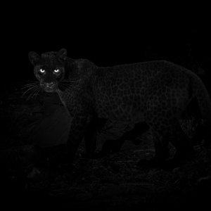 Crni leopard