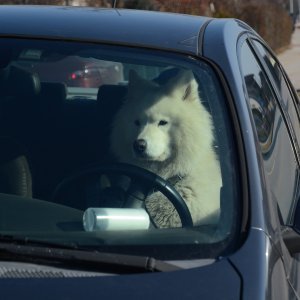 Sibirski samojed