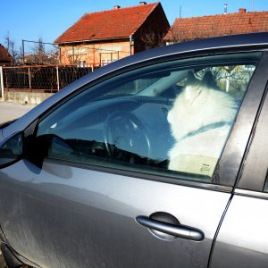 Sibirski samojed