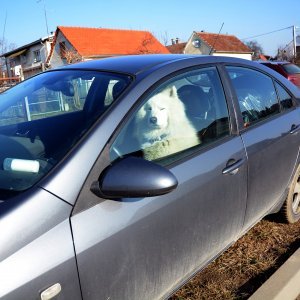 Sibirski samojed