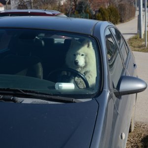 Sibirski samojed