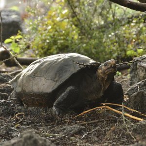 Divovske kornjače sa otoka Fernandine