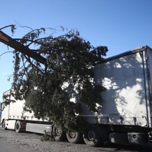 Split: Na tegljač u vožnji srušio se bor