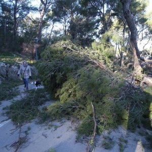 Split: Nakon olujnih udara bure najviše stradala stabla i drveni električni stupovi