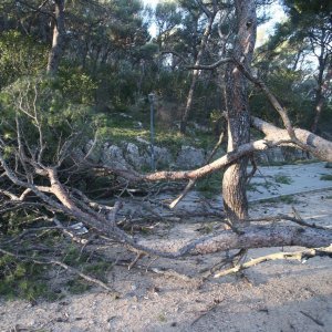 Split: Nakon olujnih udara bure najviše stradala stabla i drveni električni stupovi