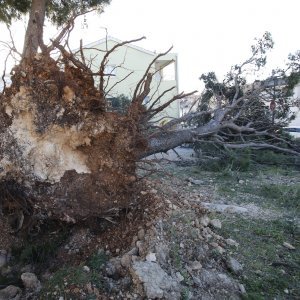 Makarska: Orkanska bura stvara smetnje u prometu i uzrokuje materijalnu štetu