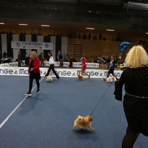Rijeka - CACIB Međunarodna izložba pasa u sportskom centru Zamet.