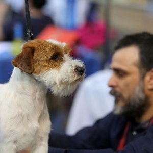 Rijeka - CACIB Međunarodna izložba pasa u sportskom centru Zamet.