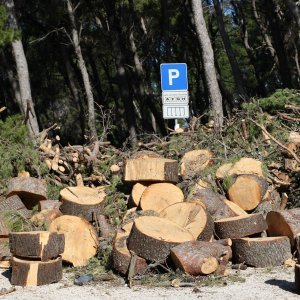 Sve je više srušenih bolesnih stabala iz Park šume Marjan