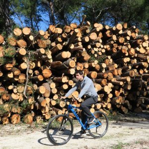 Sve je više srušenih bolesnih stabala iz Park šume Marjan