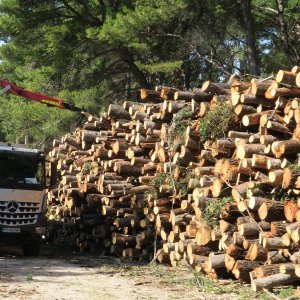 Sve je više srušenih bolesnih stabala iz Park šume Marjan