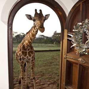 Kuća žirafa u Nairobiju