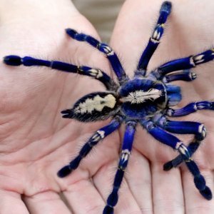 Plava tarantula