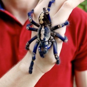 Plava tarantula