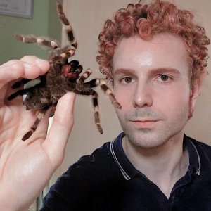 Plava tarantula