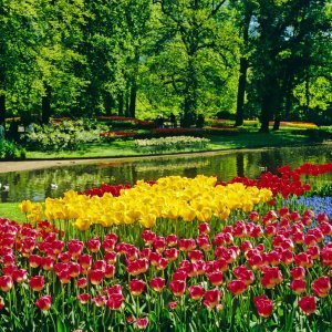 Keukenhof