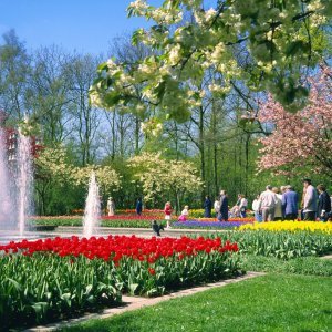 Keukenhof