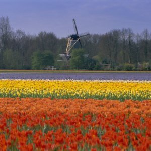 Keukenhof