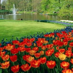 Keukenhof