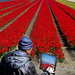 Keukenhof