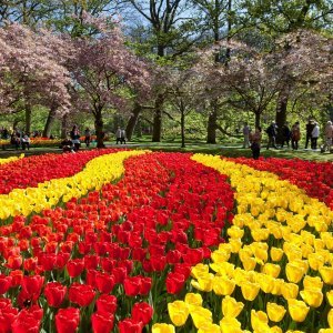 Keukenhof