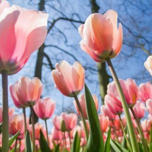 Keukenhof