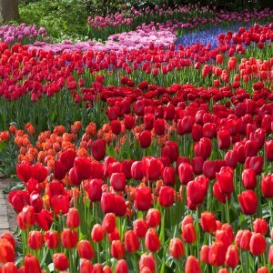 Keukenhof