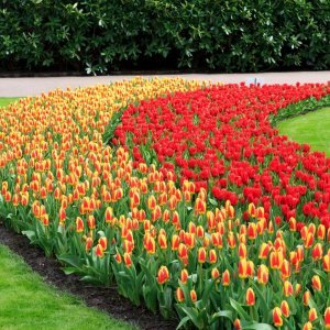 Keukenhof