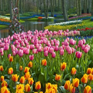 Keukenhof