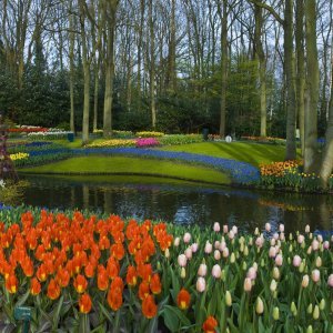 Keukenhof