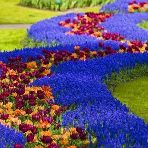 Keukenhof