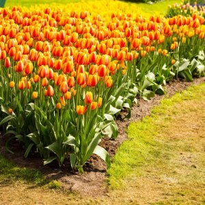 Keukenhof