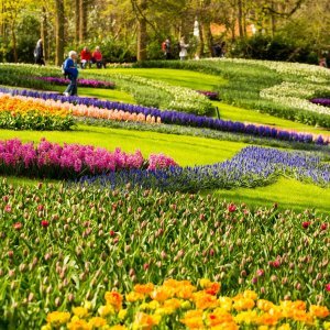 Keukenhof