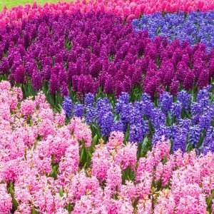 Keukenhof