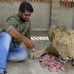 Lav u Pakistanu