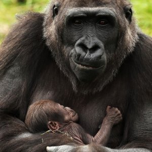 Gorila Kafi i njeno mladunče