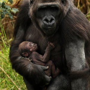 Gorila Kafi i njeno mladunče