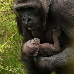 Gorila Kafi i njeno mladunče