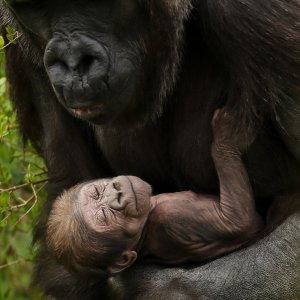 Gorila Kafi i njeno mladunče